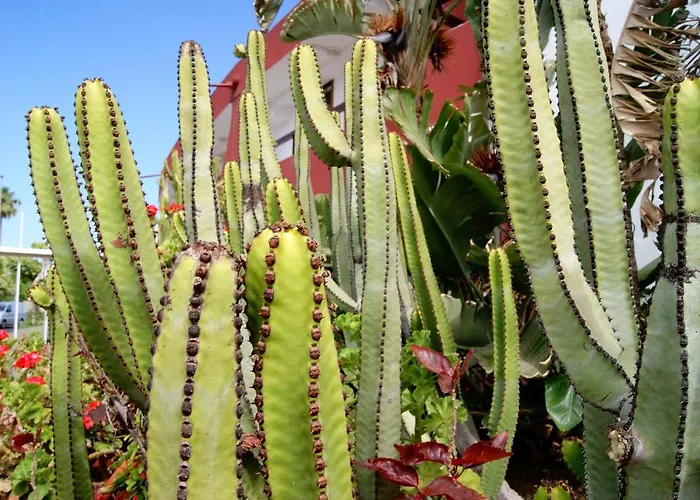 Ecuador * Плайя-дель-Інглес